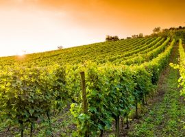 vite-vigneto-vitivinicoltura