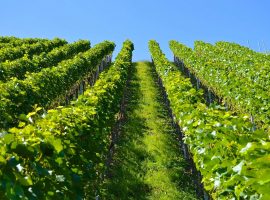 dichiarazioni-vitivinicole-CIA-Treviso-2020-2021