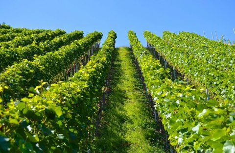 dichiarazioni-vitivinicole-CIA-Treviso-2020-2021