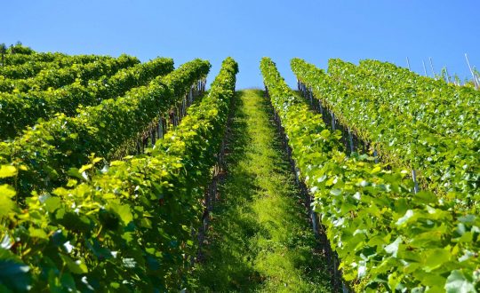 dichiarazioni-vitivinicole-CIA-Treviso-2020-2021