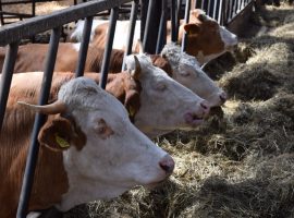 cia treviso zootecnica bandi