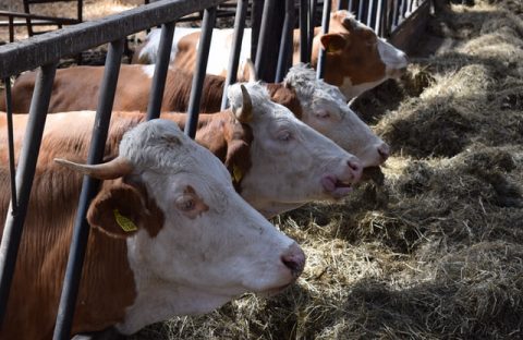 cia treviso zootecnica bandi