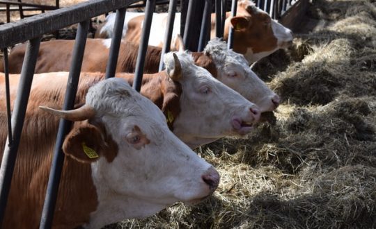 cia treviso zootecnica bandi