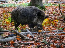 wild-boar-g1a73e2ca5_1280