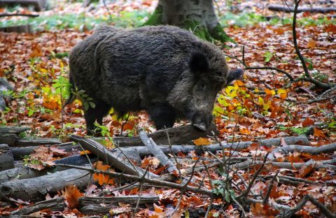 wild-boar-g1a73e2ca5_1280