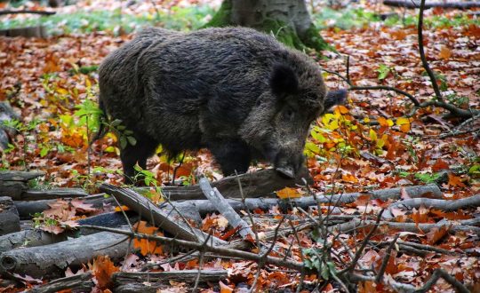 wild-boar-g1a73e2ca5_1280