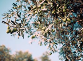 Filiera-olivicola-CIA-Treviso