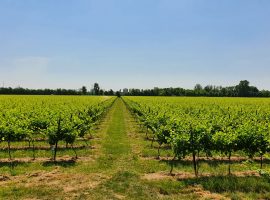 Cia-treviso-vigneto-prosecco-doc