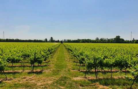 Cia-treviso-vigneto-prosecco-doc