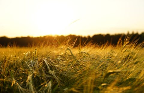grano cia treviso