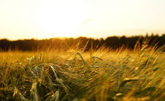 grano cia treviso