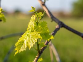 cia treviso flavescenza dorata regione veneto