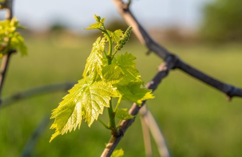 cia treviso flavescenza dorata regione veneto