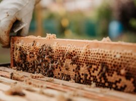 bianca-ackermann-9CuGKLZQ0AU-unsplash (1)