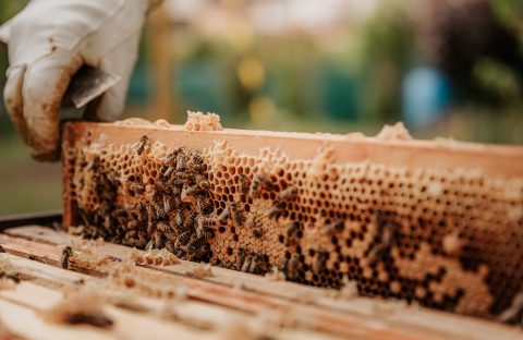 bianca-ackermann-9CuGKLZQ0AU-unsplash (1)