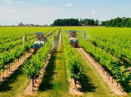 cia-treviso-bando-fitofarmaci-vigneto