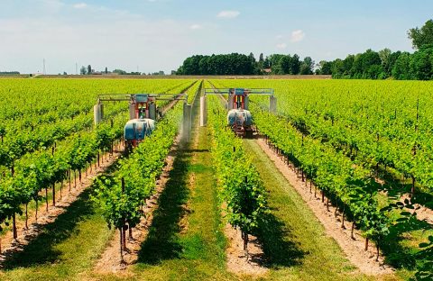 cia-treviso-bando-fitofarmaci-vigneto