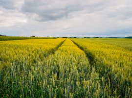CIA-Treviso-condizionalità-veneto