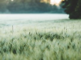 cia treviso DL agricoltura senato
