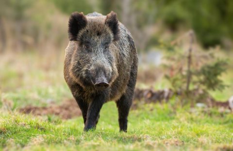 cinghiale cia treviso regione veneto indennizzo