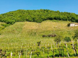 cia-treviso-bando-terrazzamenti-vigneti
