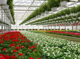 Cia agricoltori treviso conai folorovivaismo vasi