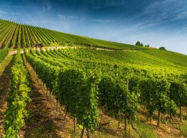 bando-riconversione-vigneto-cia-treviso-regione-veneto-2026