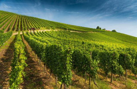 bando-riconversione-vigneto-cia-treviso-regione-veneto-2026