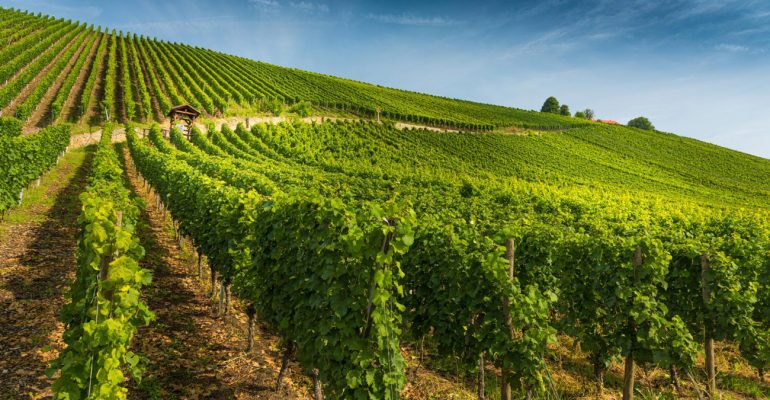 bando-riconversione-vigneto-cia-treviso-regione-veneto-2026