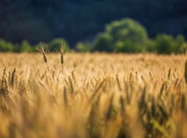 fondo sovranità alimentare cia agricoltori treviso