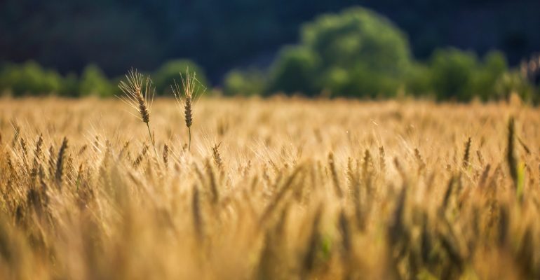 fondo sovranità alimentare cia agricoltori treviso