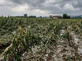 cia-trevigo-agricat-assicurazione-agricoltura-fondo
