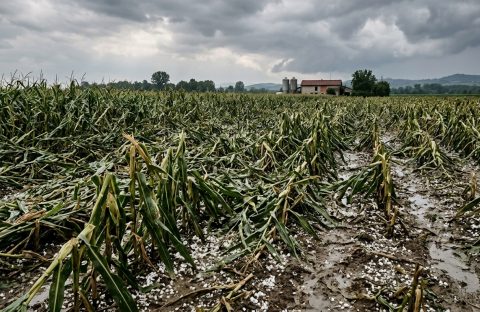cia-trevigo-agricat-assicurazione-agricoltura-fondo