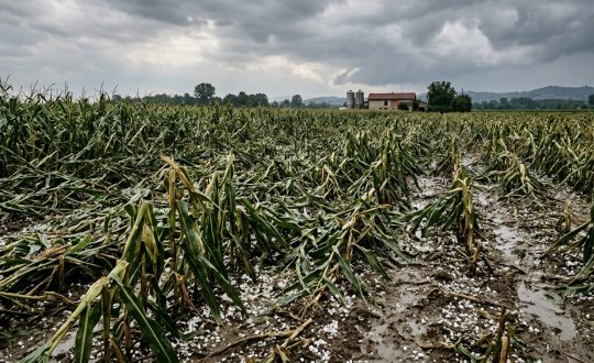 cia-trevigo-agricat-assicurazione-agricoltura-fondo