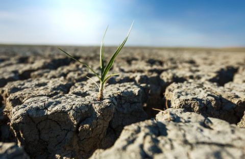 siccita agricat indennizzi cia treviso agricoltura